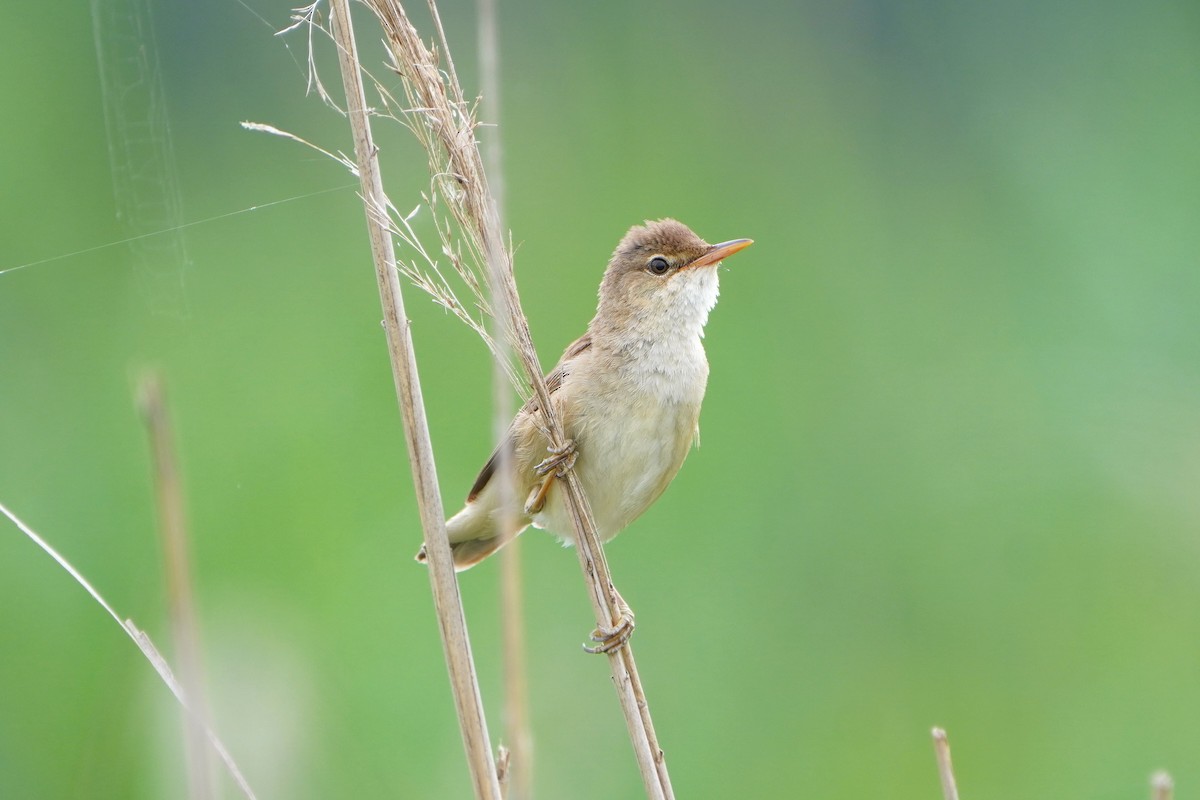 Common Reed Warbler - ML620882830