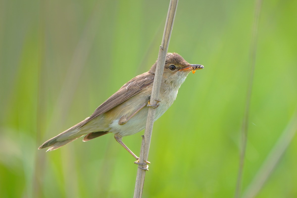 Common Reed Warbler - ML620882831