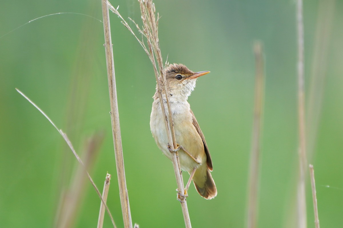 Common Reed Warbler - ML620882832