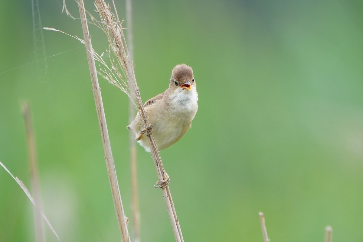 Common Reed Warbler - ML620882833