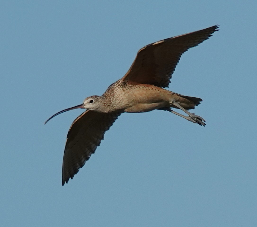 Long-billed Curlew - ML620882834