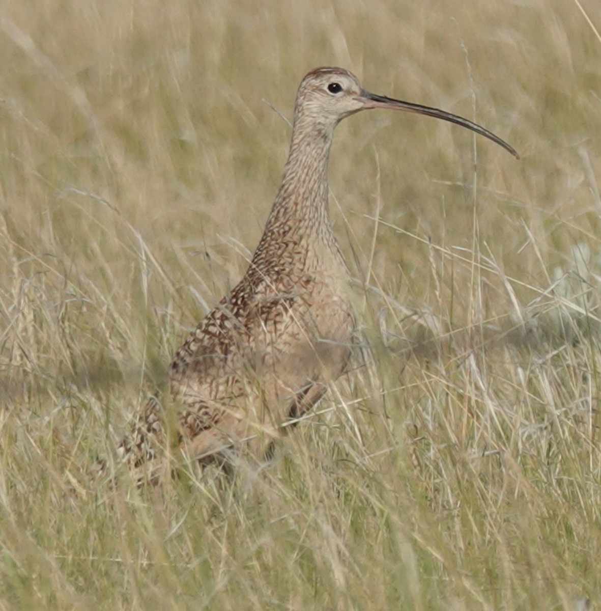 Long-billed Curlew - ML620882835