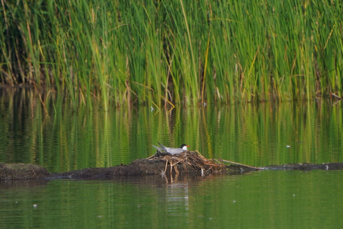 Крячок річковий - ML620882837