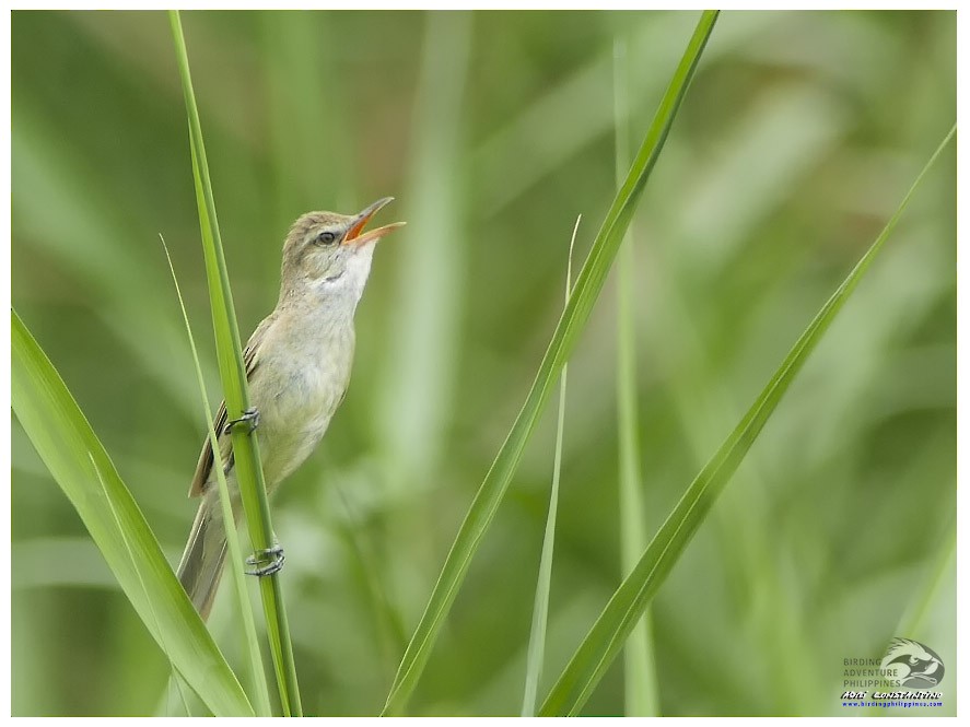 Clamorous Reed Warbler - ML620882847