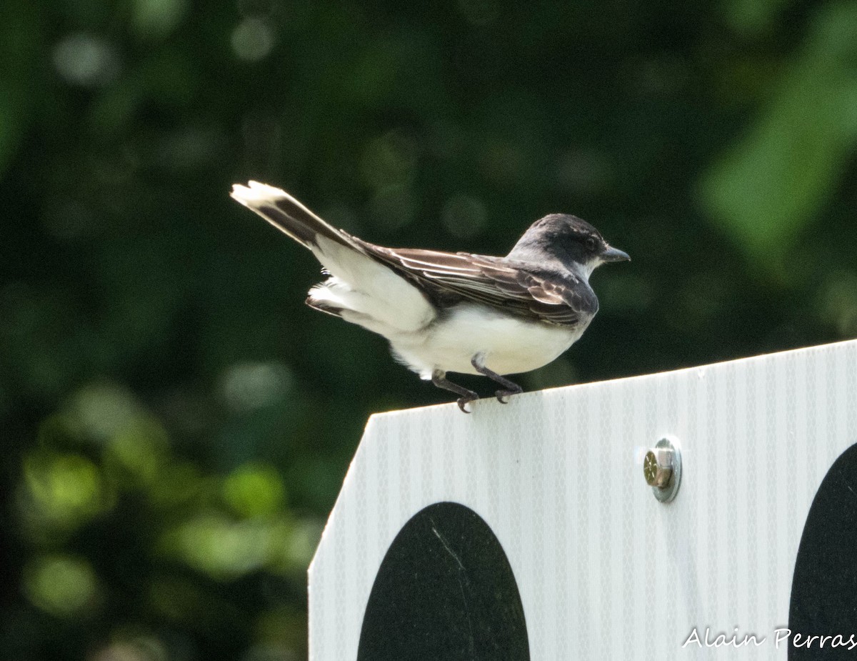 Eastern Kingbird - ML620882848