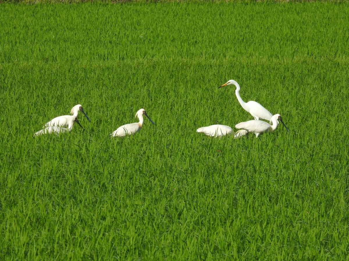 Black-faced Spoonbill - ML620882849