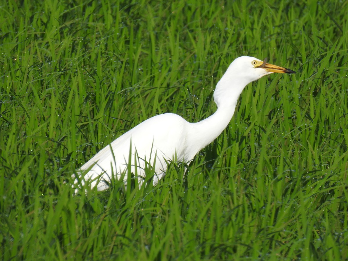 Medium Egret - ML620882851