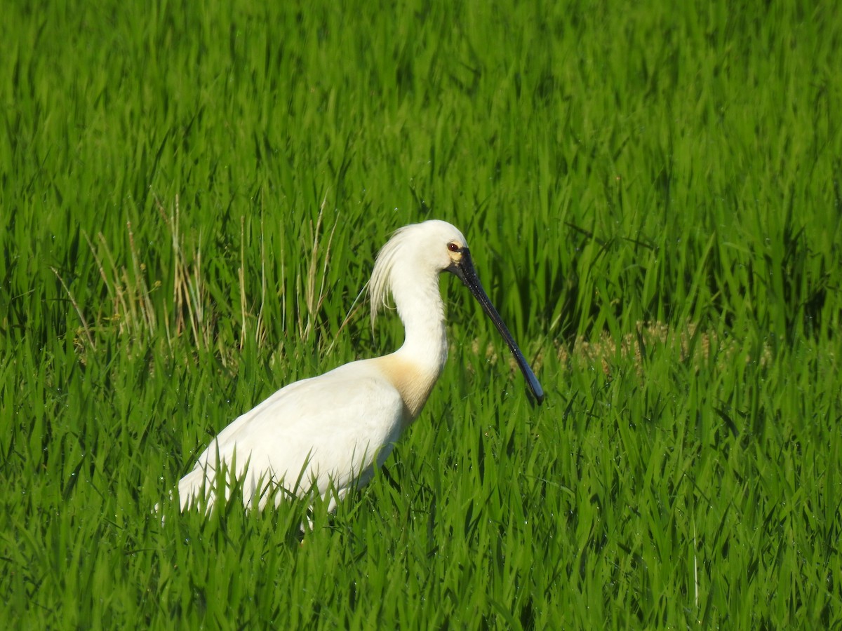 Black-faced Spoonbill - ML620882853