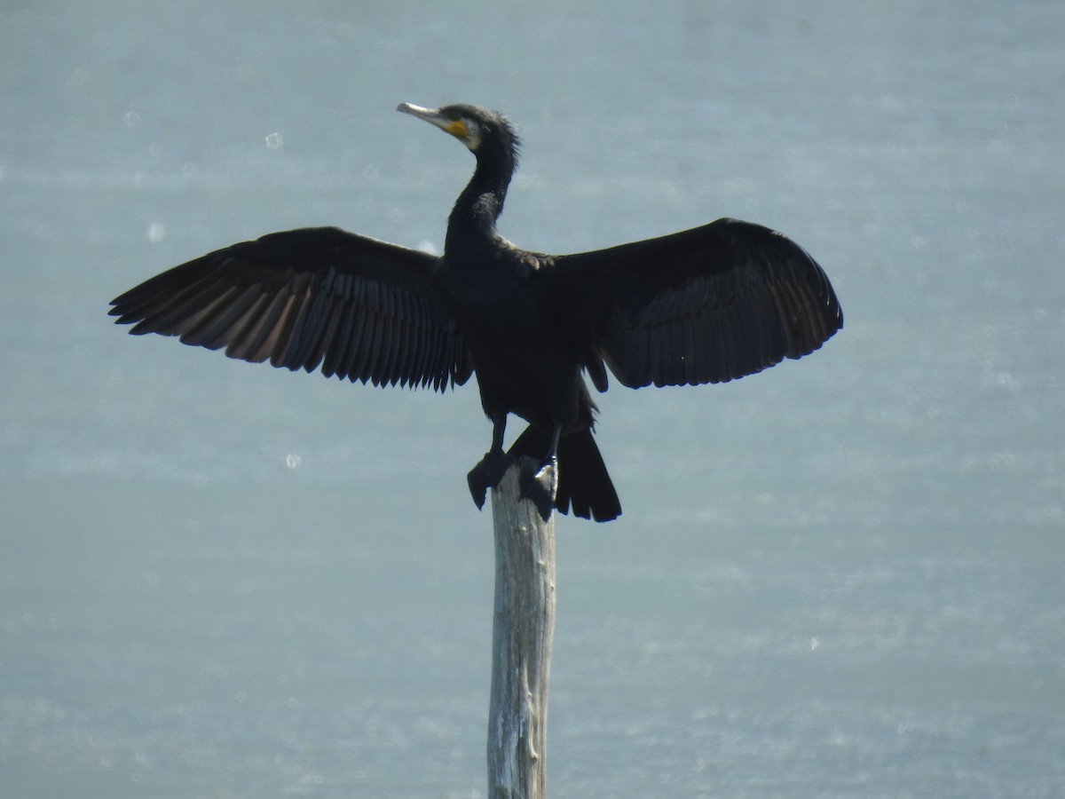 Cormorán Grande - ML620882858