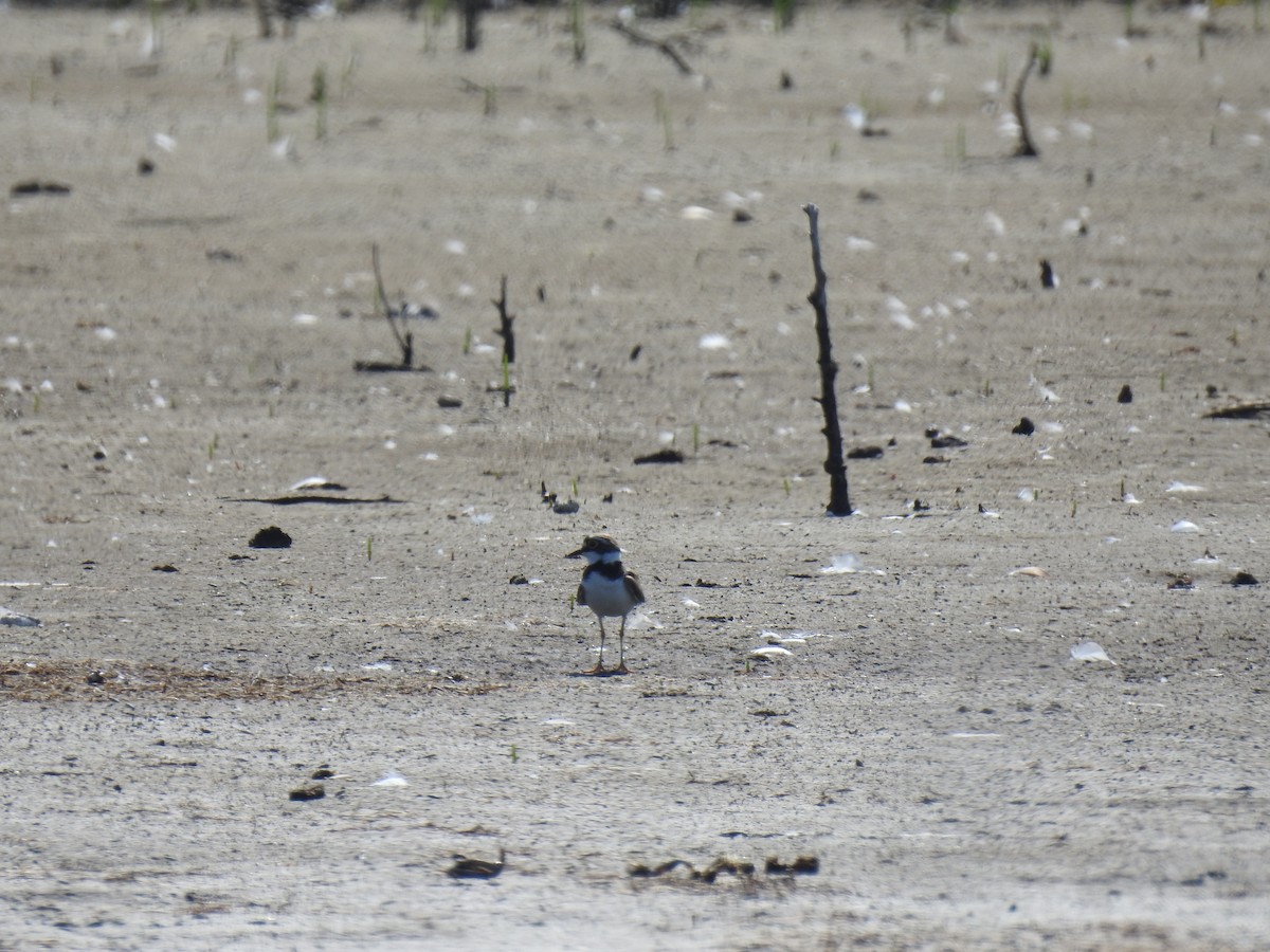 Little Ringed Plover - ML620882859