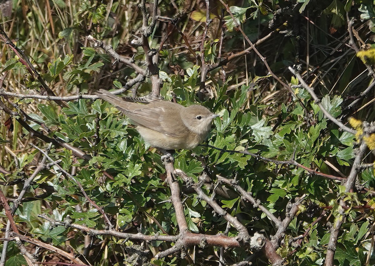 Garden Warbler - ML620882860