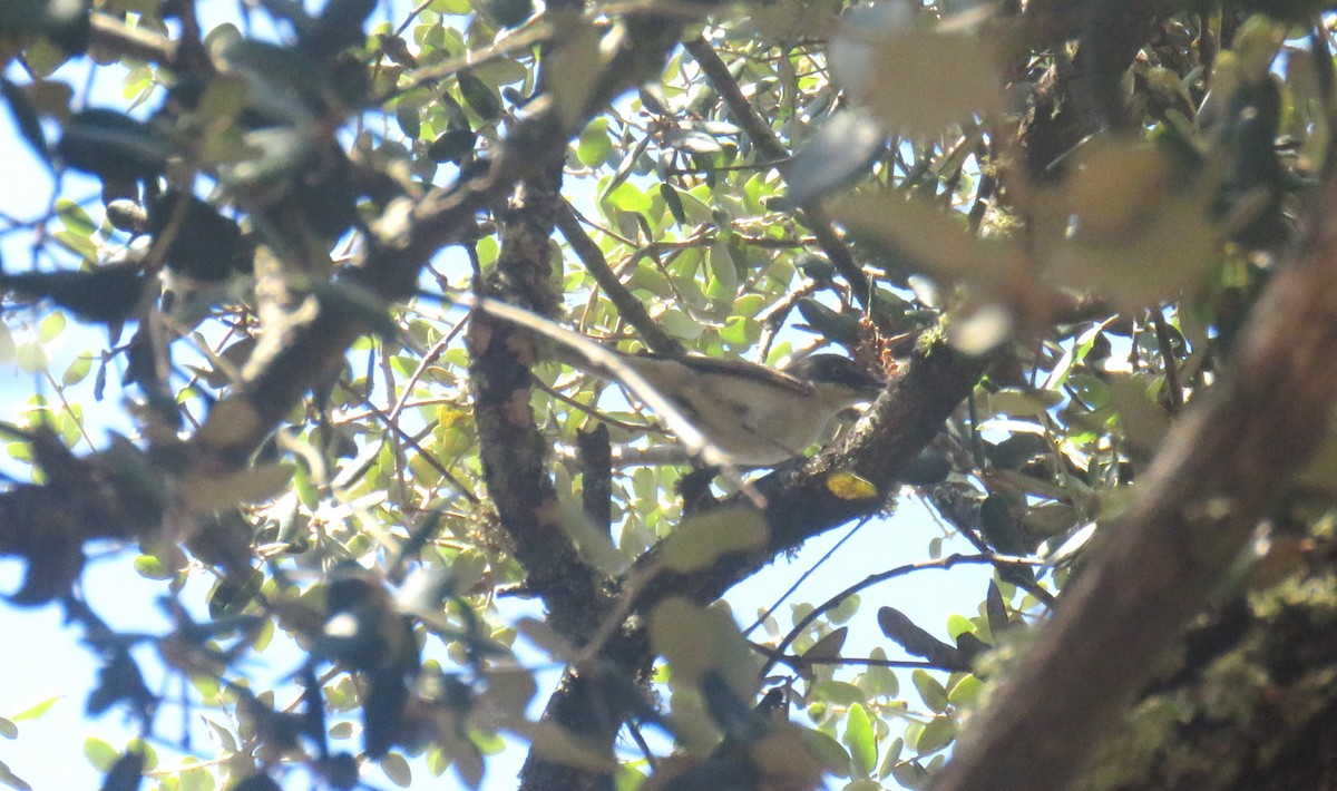 Western Orphean Warbler - ML620882865