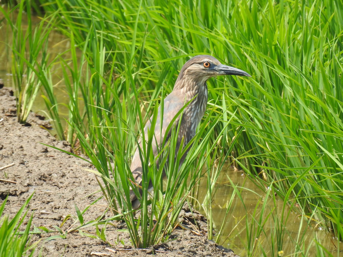 綠簑鷺 - ML620882871