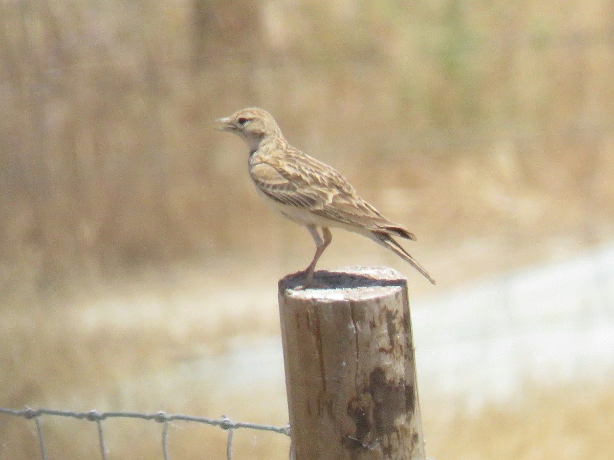 Greater Short-toed Lark - ML620882873