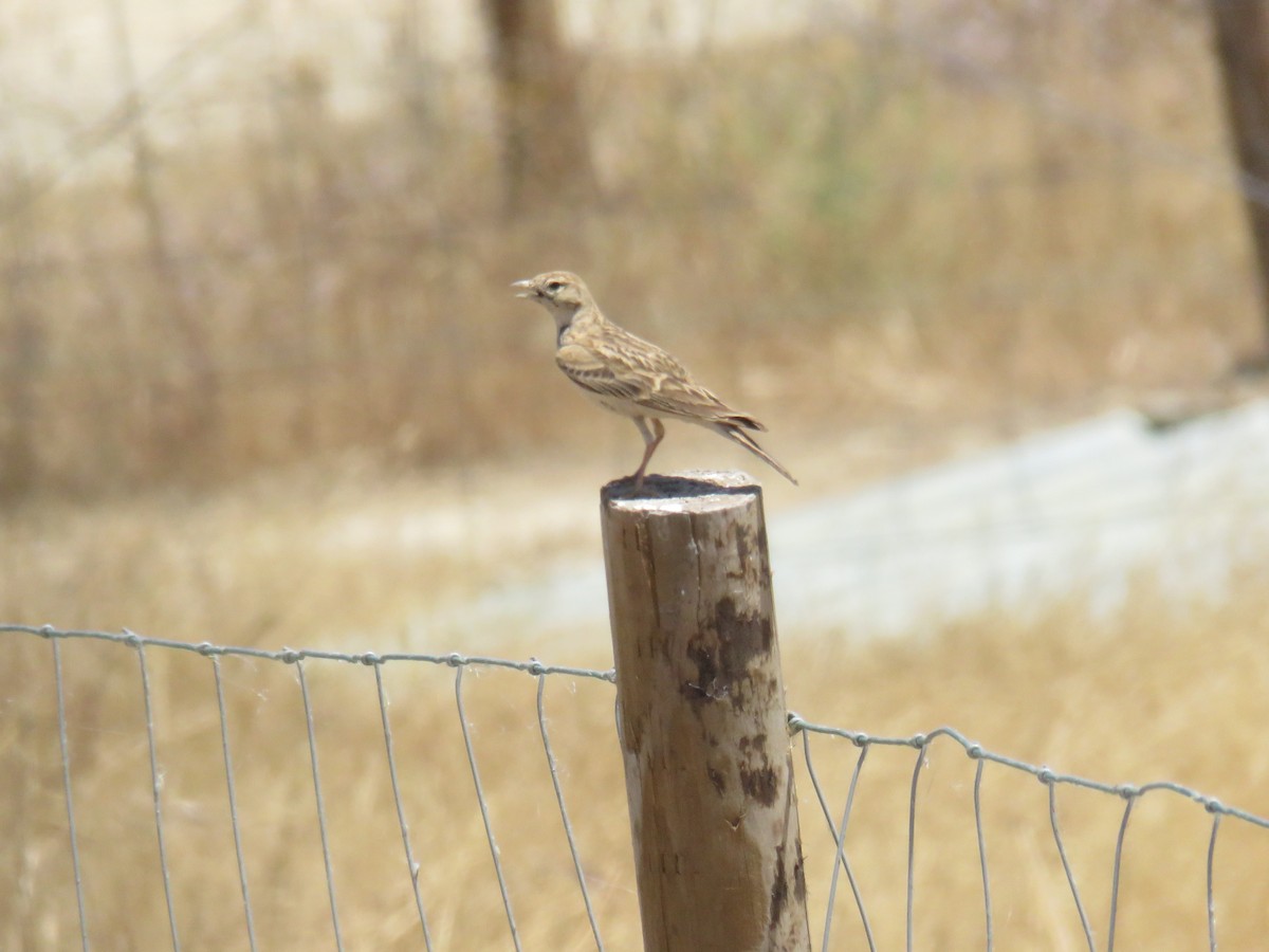 Greater Short-toed Lark - ML620882874