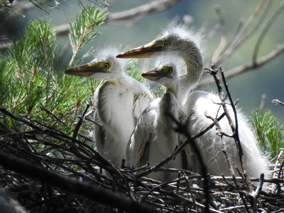 Great Egret - ML620882876