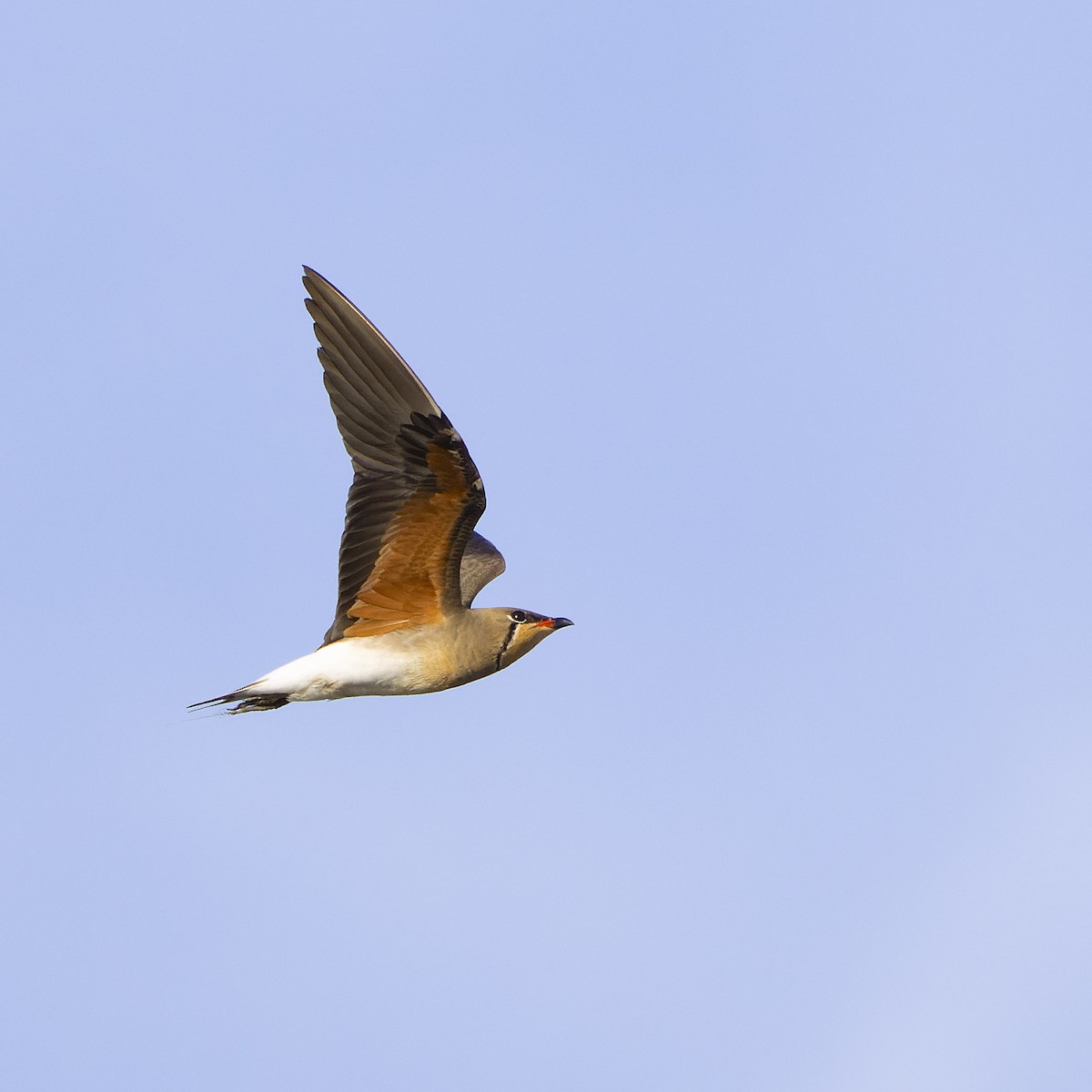 Oriental Pratincole - ML620882878