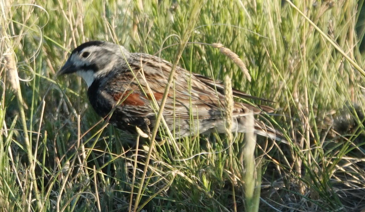 Thick-billed Longspur - ML620882879