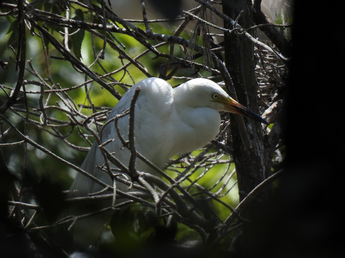 Medium Egret - ML620882880