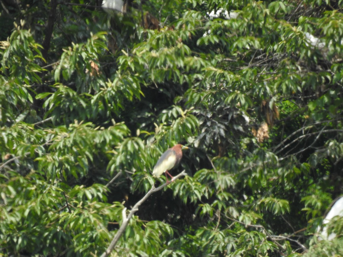 Chinese Pond-Heron - ML620882882