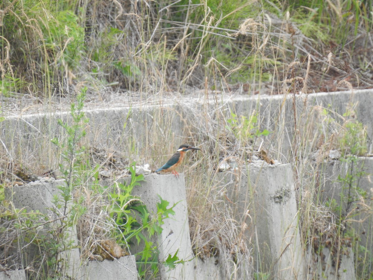 Common Kingfisher - ML620882887