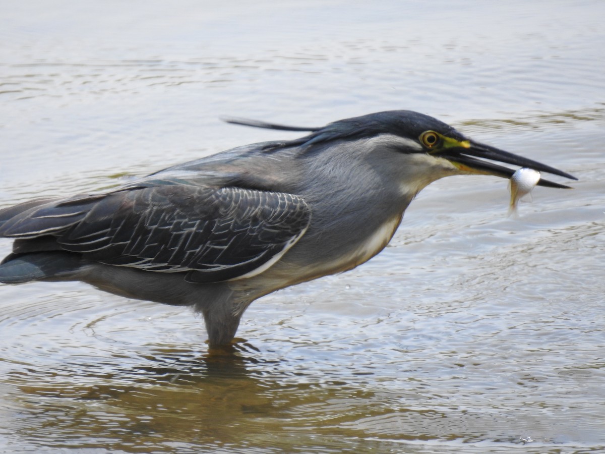 Striated Heron - ML620882888