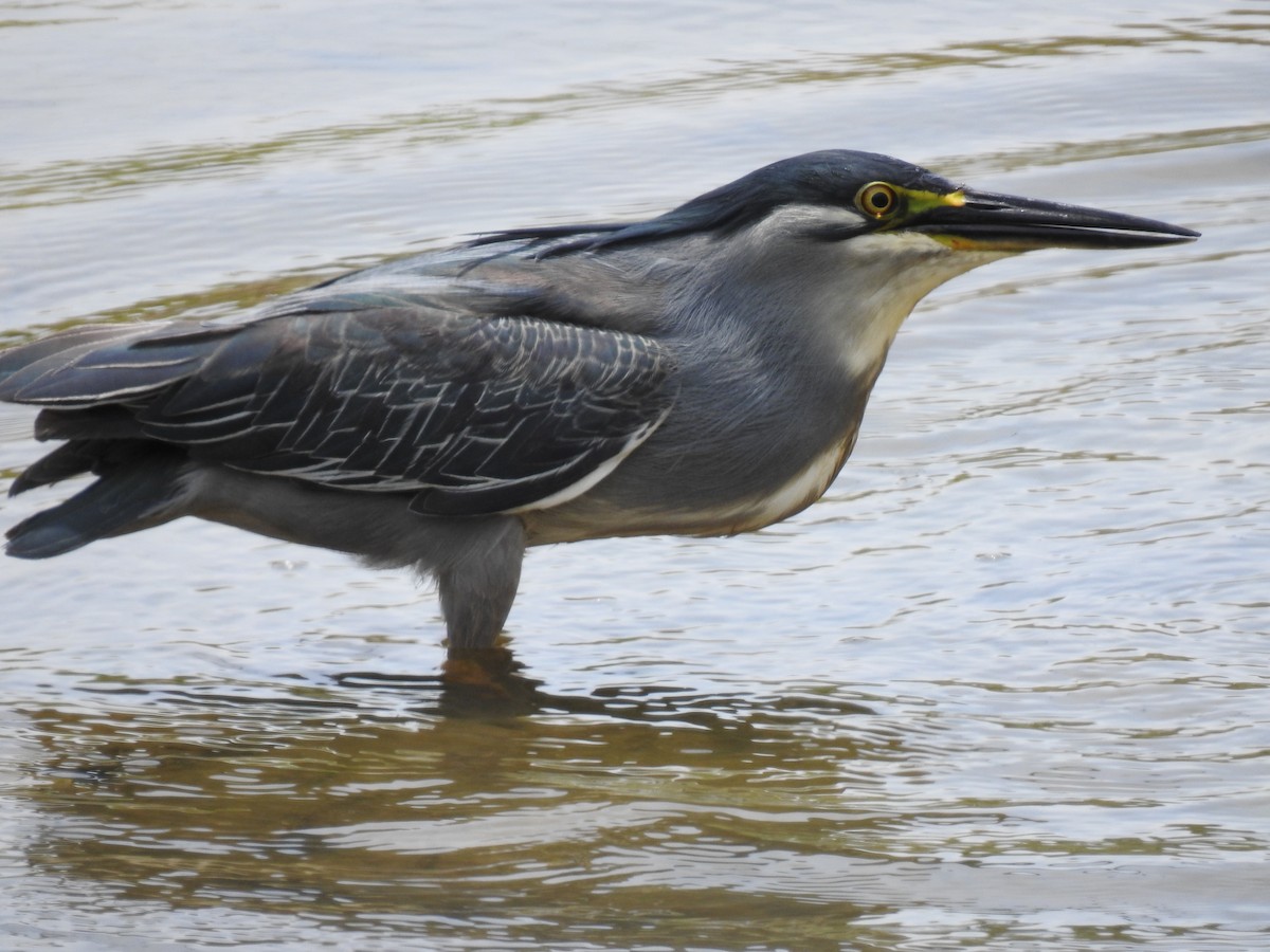 Striated Heron - ML620882889