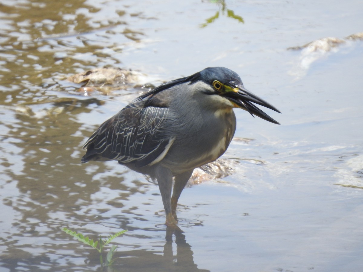 Striated Heron - ML620882890