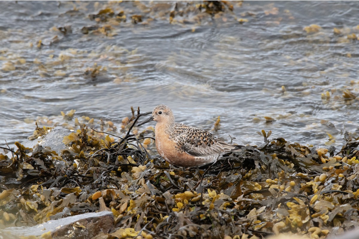 Red Knot - ML620882892