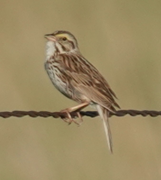 Savannah Sparrow - ML620882893