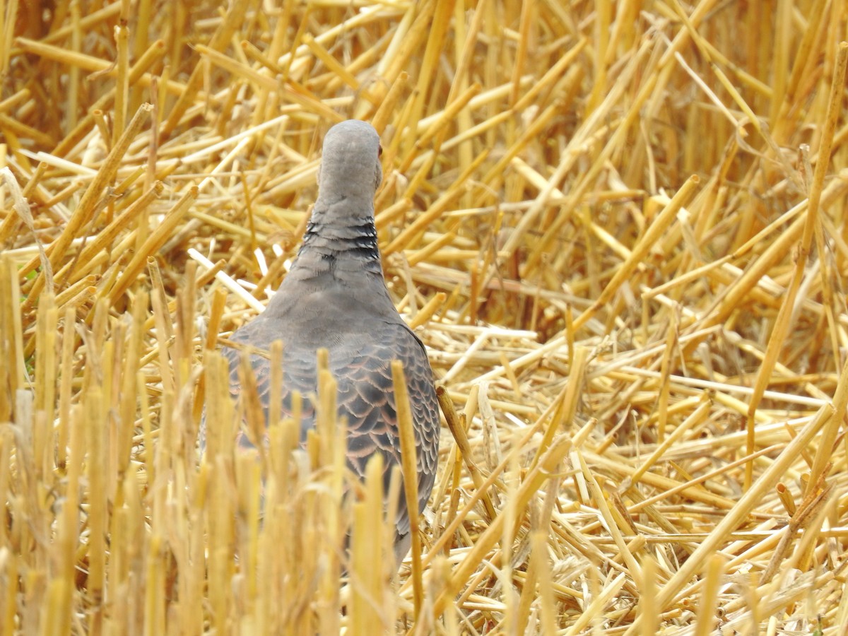 金背鳩 - ML620882894