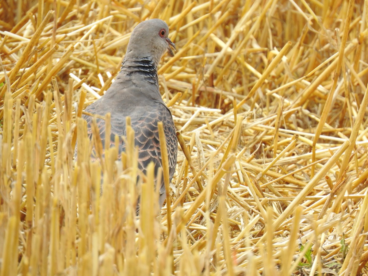 金背鳩 - ML620882895