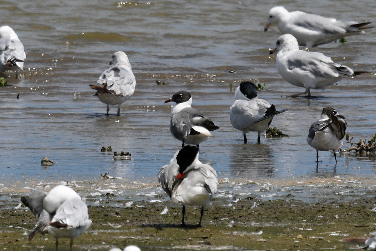 Laughing Gull - ML620882901