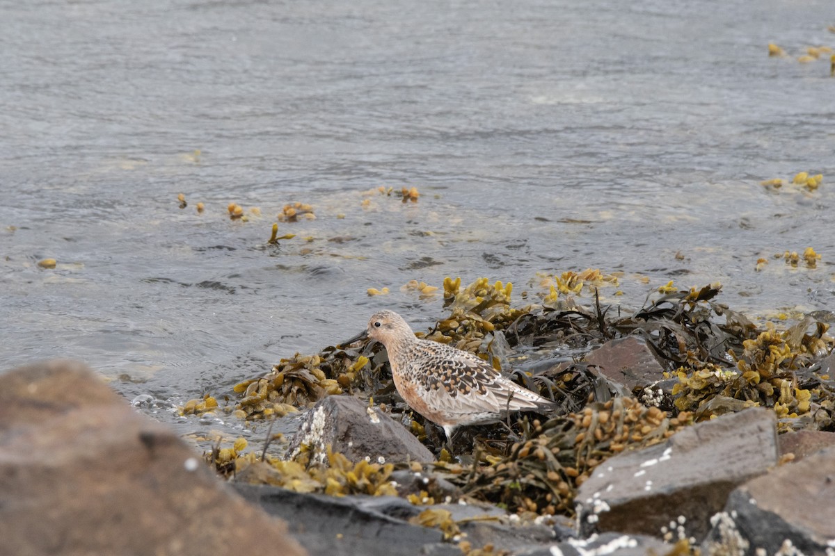 Red Knot - ML620882902