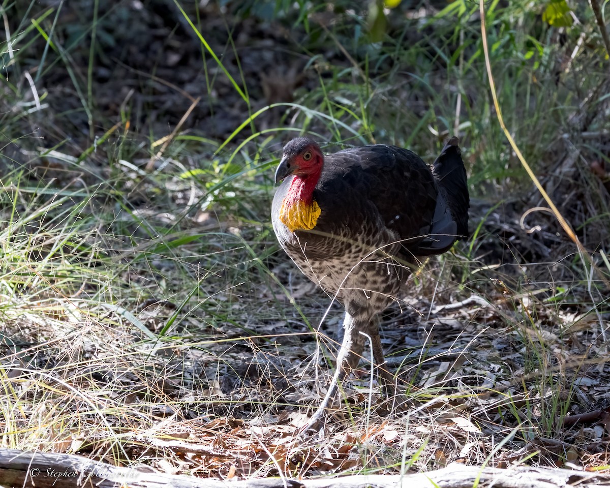 Australian Brushturkey - ML620882914