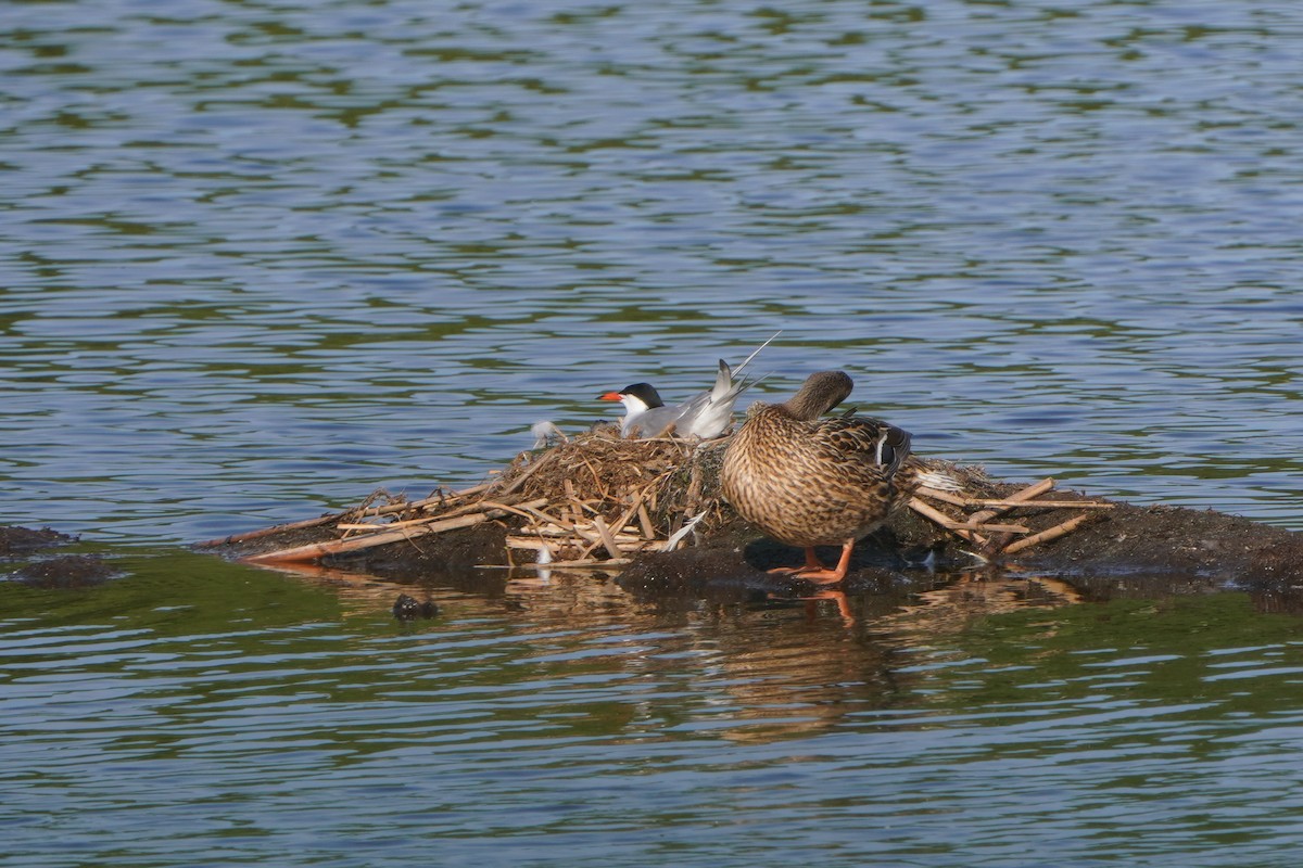 Common Tern - ML620882917