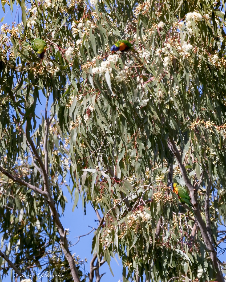 Rainbow Lorikeet - ML620882924