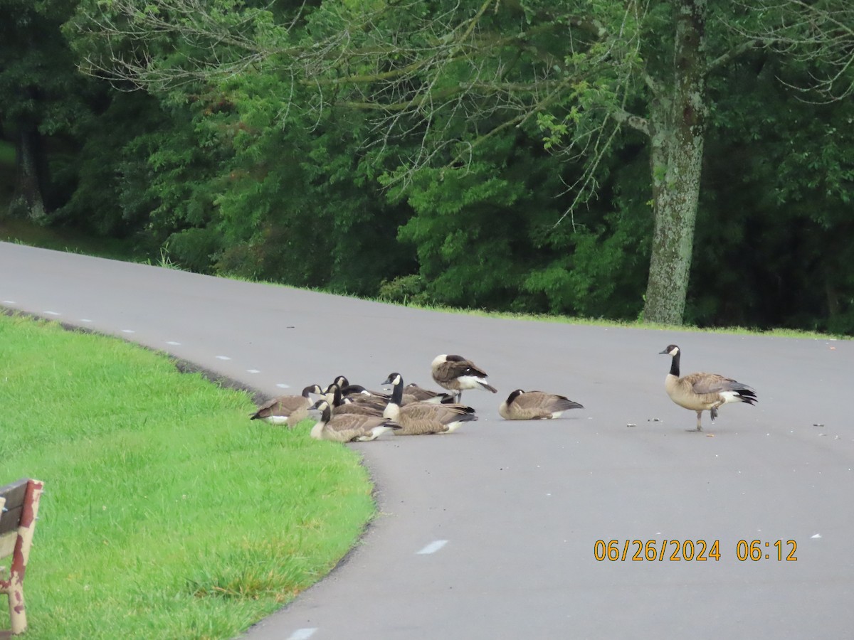 Canada Goose - ML620882927