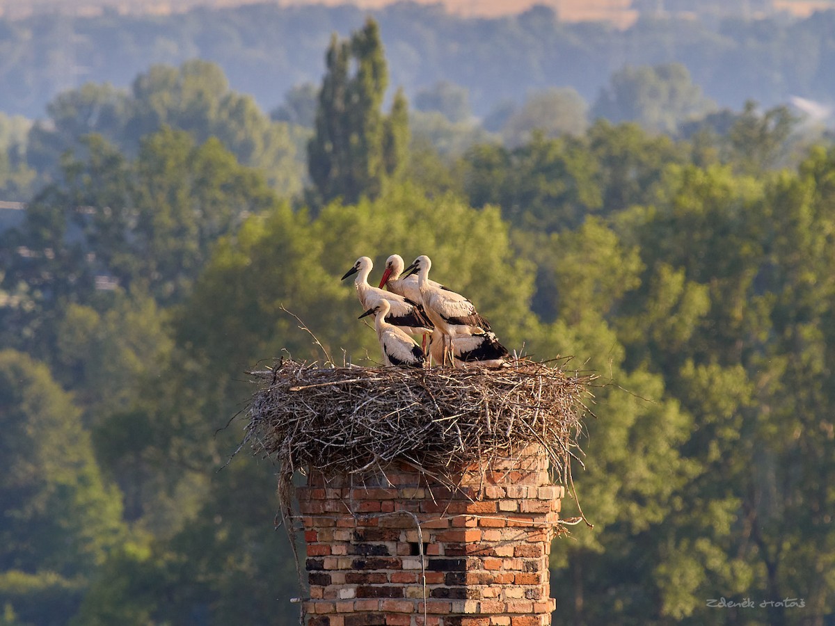 White Stork - ML620882930