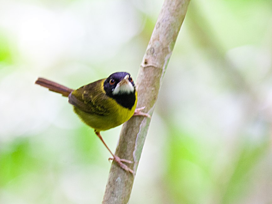 Yellow-breasted Tailorbird - ML620882931