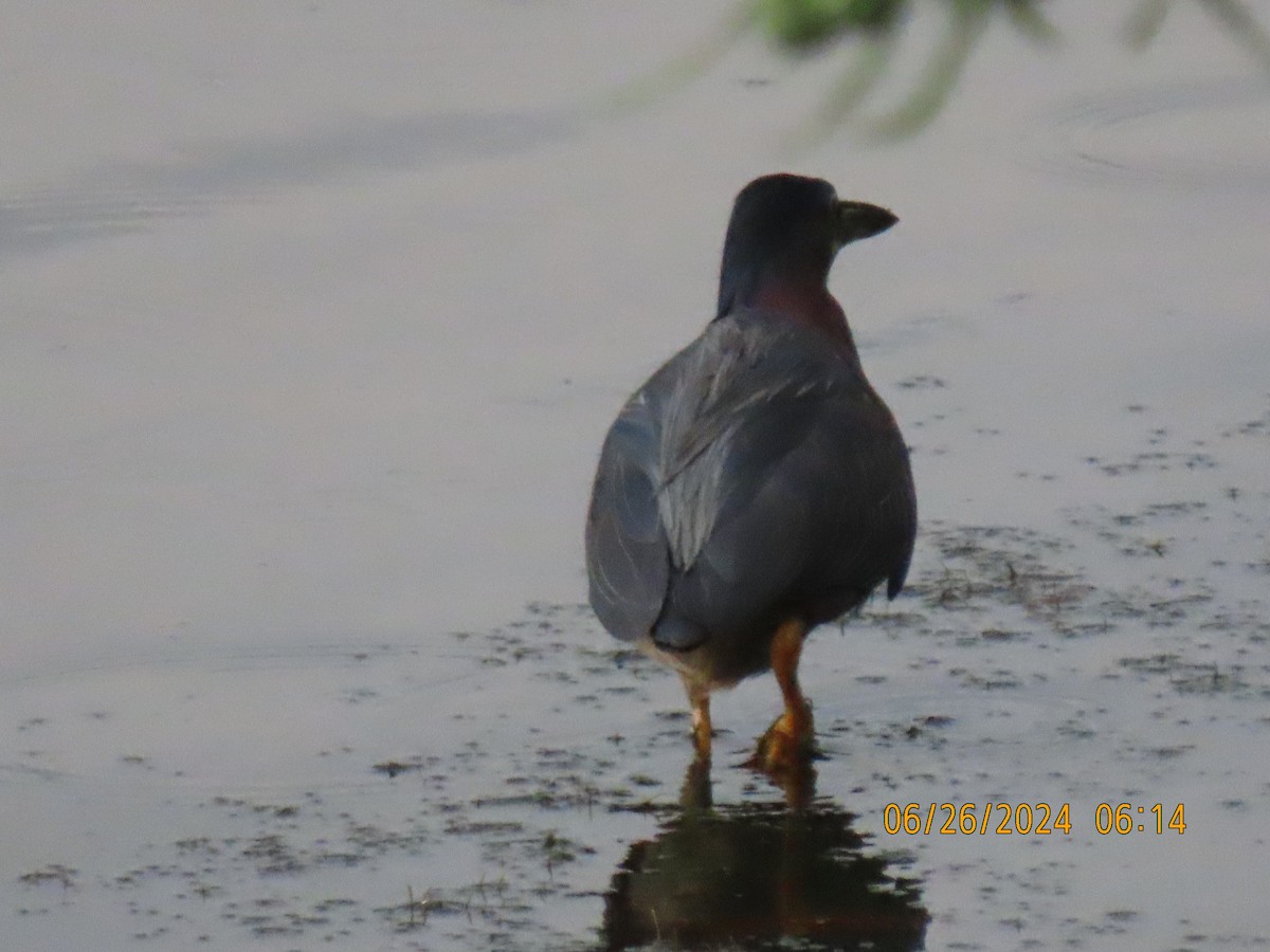 Green Heron - ML620882938