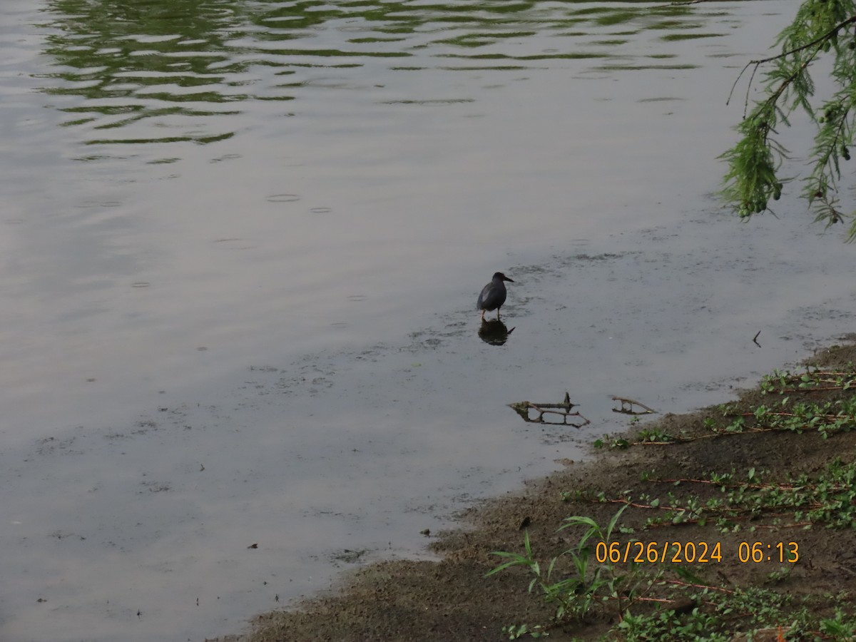 Green Heron - Leon Book