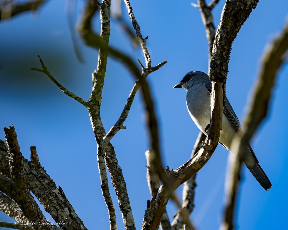 White-bellied Cuckooshrike - ML620882942