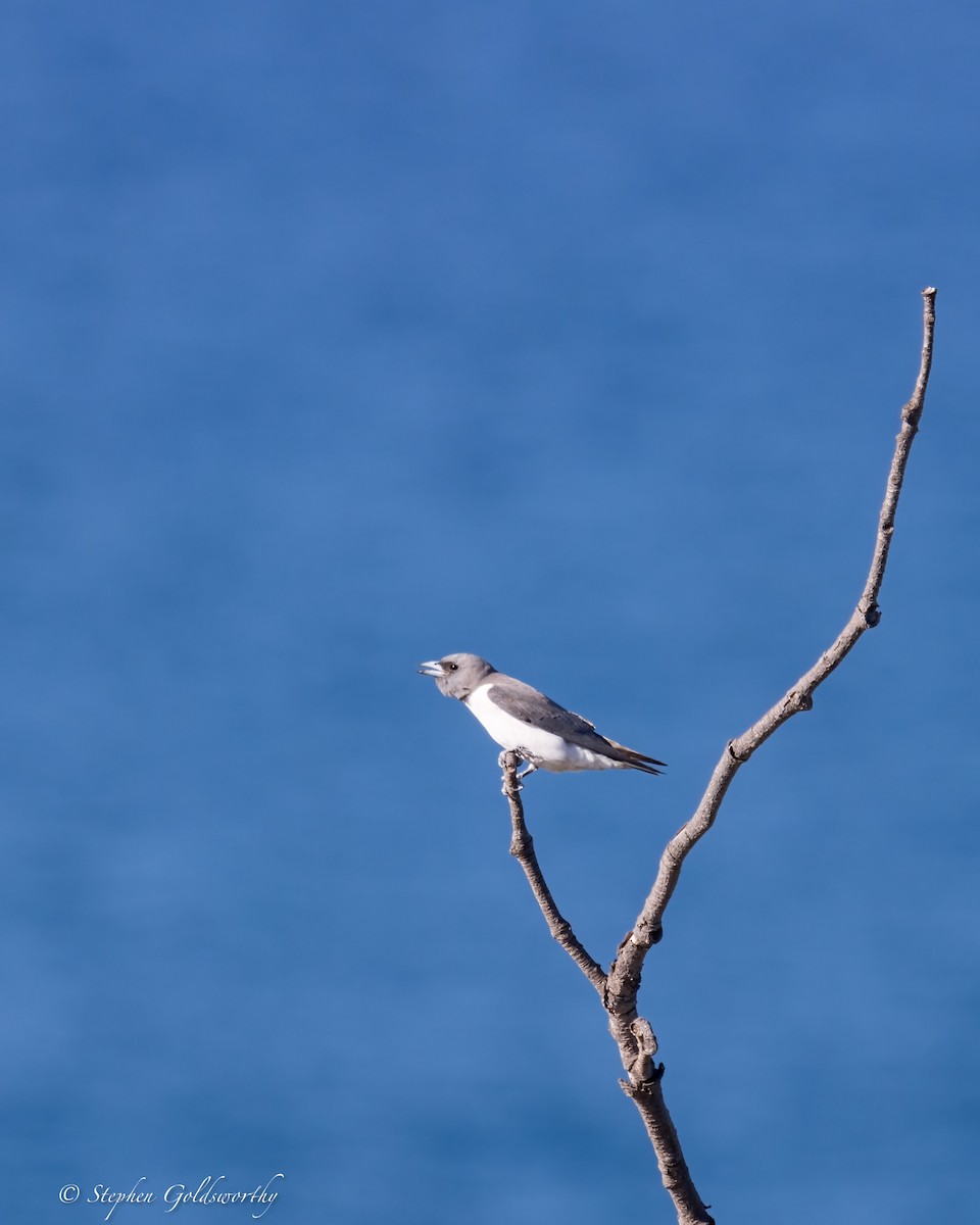 White-breasted Woodswallow - ML620882956