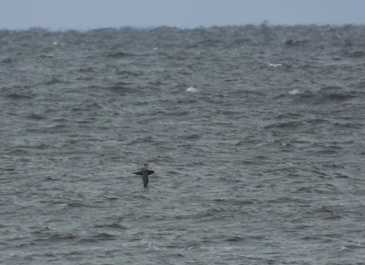 Black-browed Albatross - ML620882959