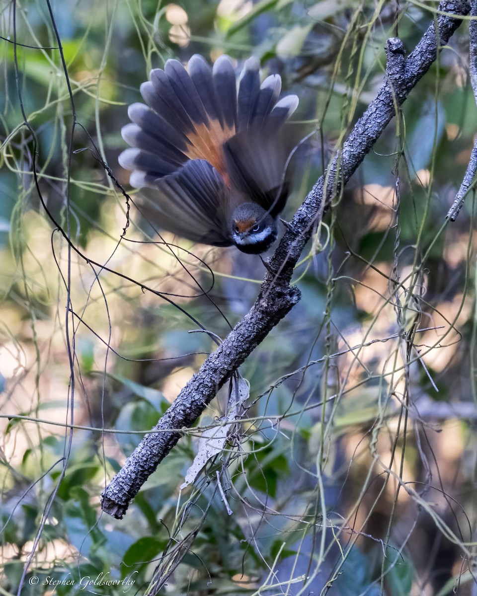 Australian Rufous Fantail - ML620882963