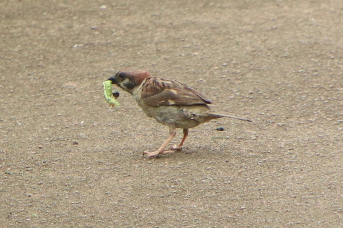 Eurasian Tree Sparrow - ML620882972