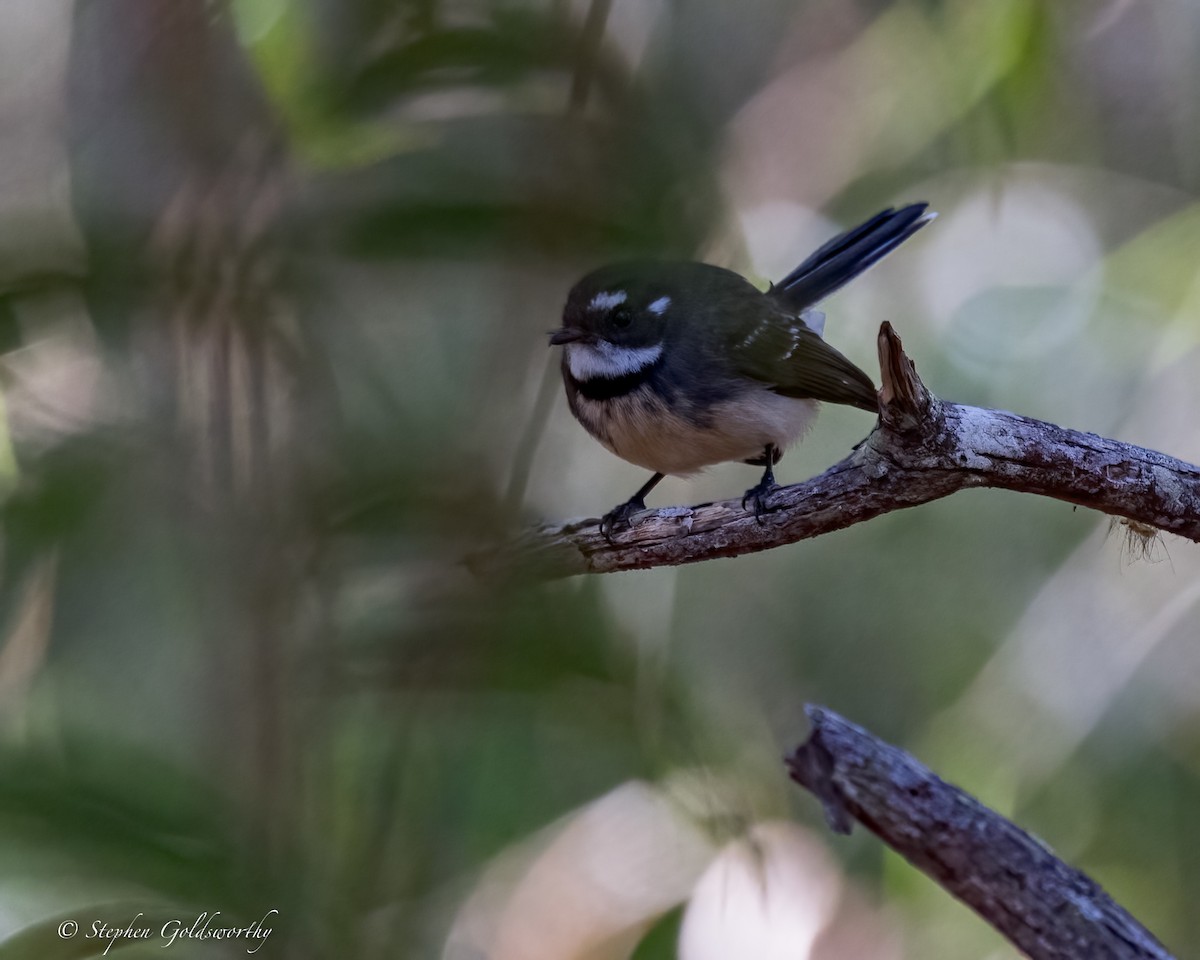 Gray Fantail - ML620882973