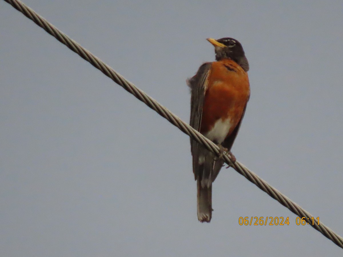 American Robin - ML620882976