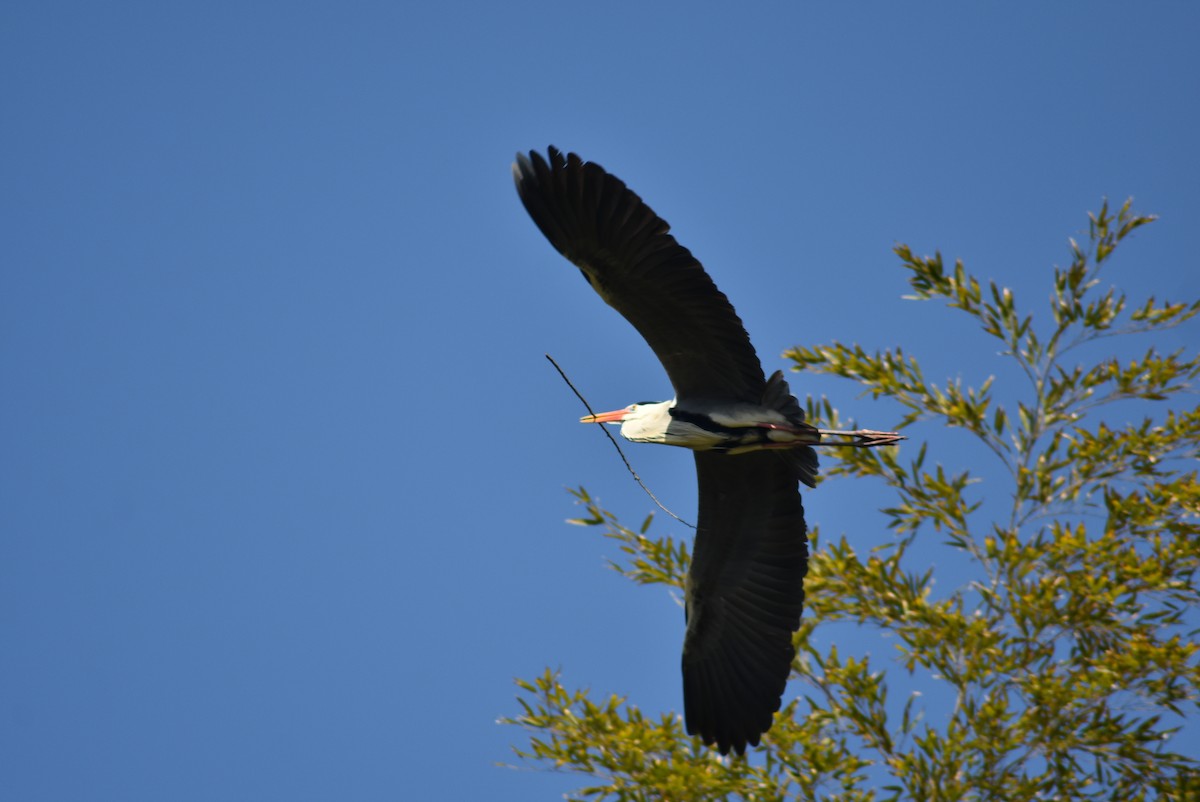 Gray Heron - ML620882978